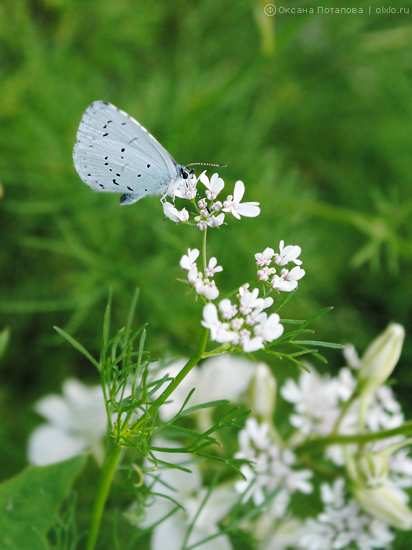 Бабочка голубянка на цветке кориандра