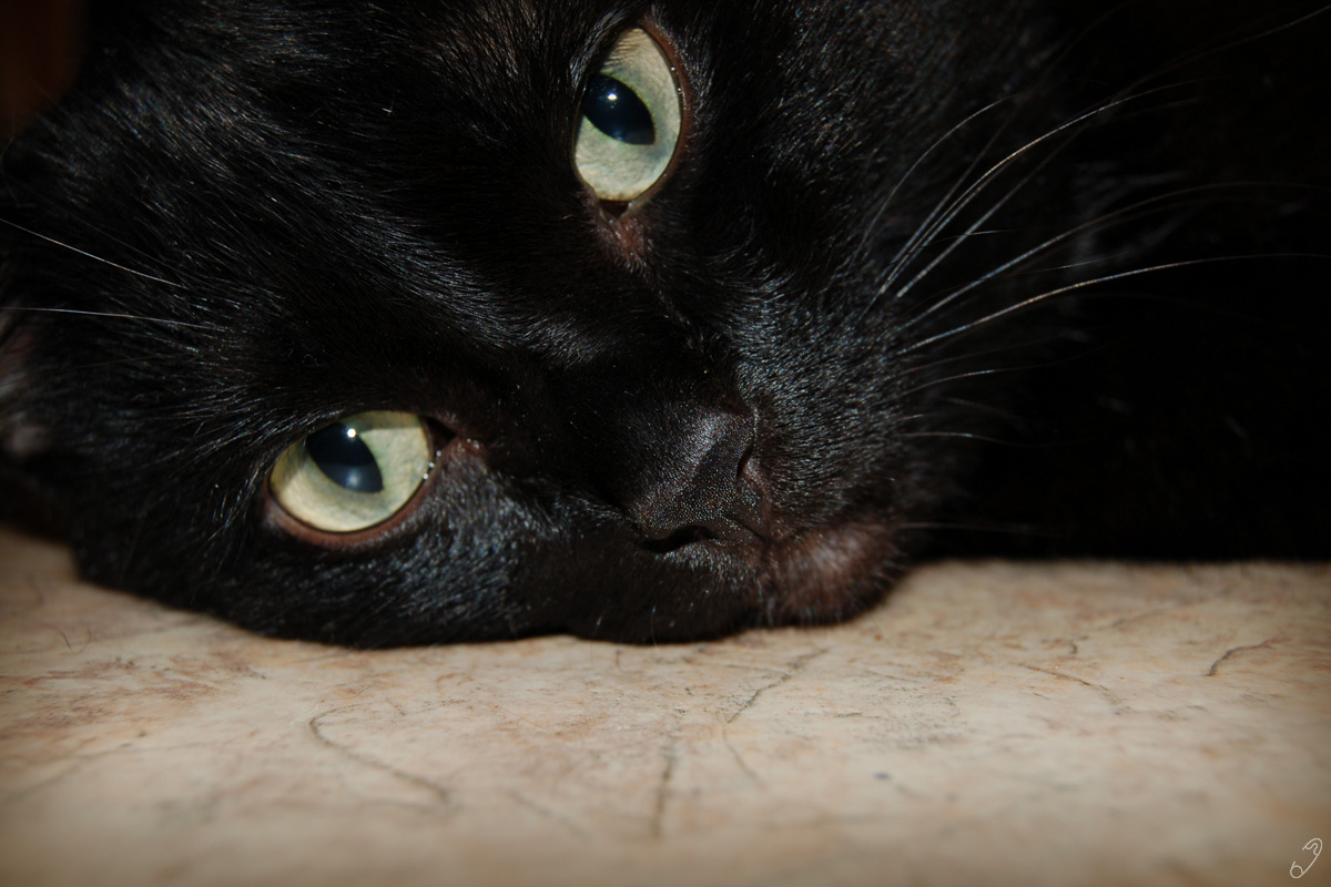 Умный чёрный кот