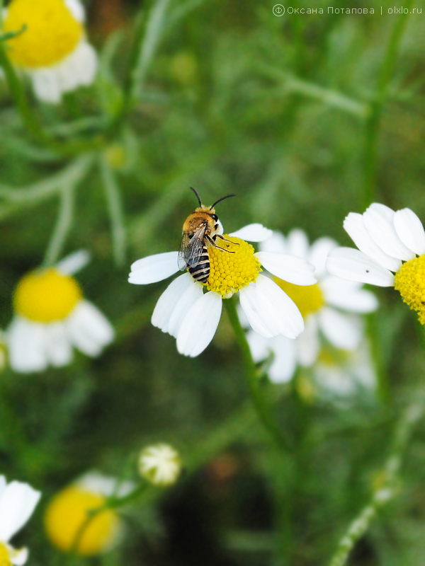 Дикая пчелка на ромашке